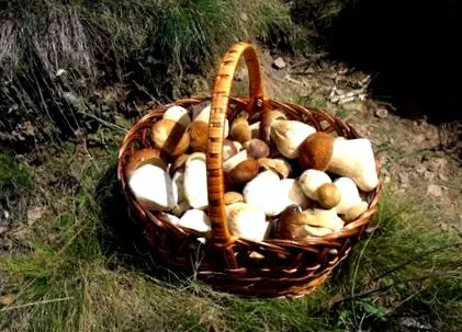 гъби