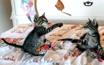 котки