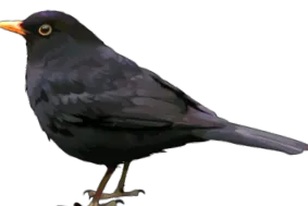 черен