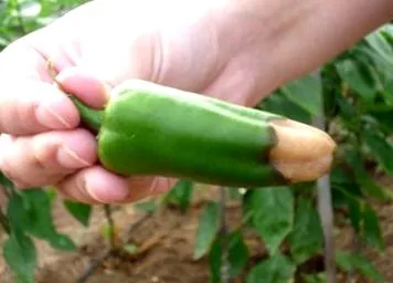 макро