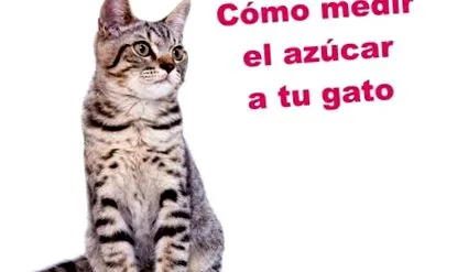 котка