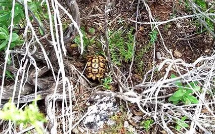 костенурка Testudo