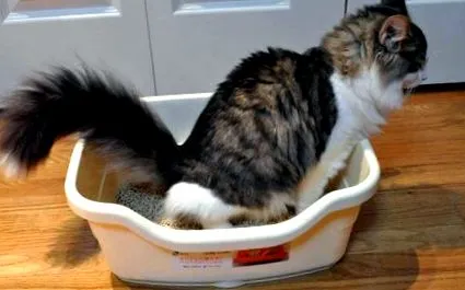 котката