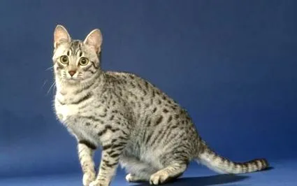 котки породи