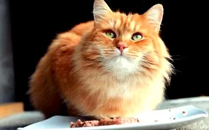 котката