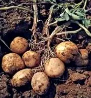 Solanum tuberosum