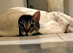 котешката панлевкопения