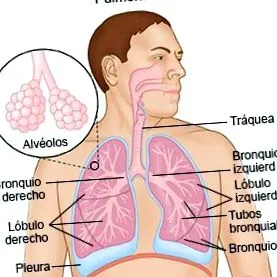 guide