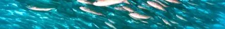 pesca