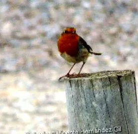 rubecula