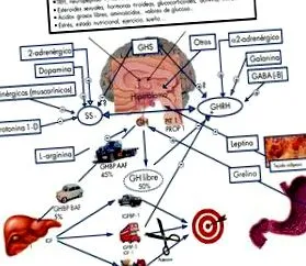 патолог