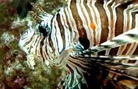 pterois