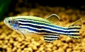 danio