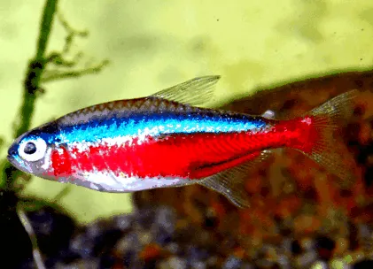fish