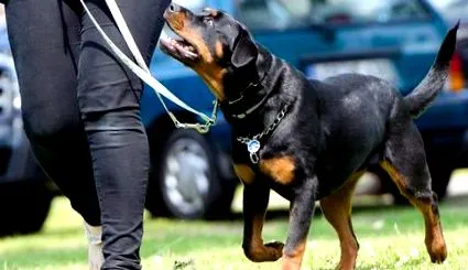 дорослих eukanuba