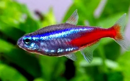 fish