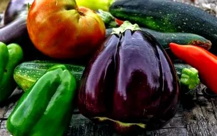 solanaceae