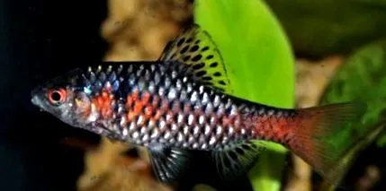 fish