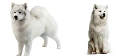 самоеди