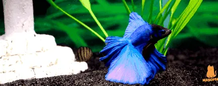 betta