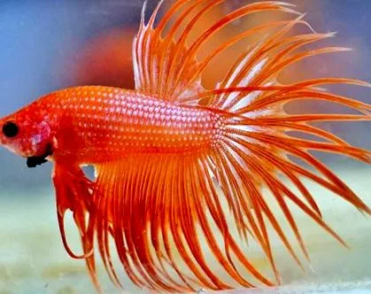 betta