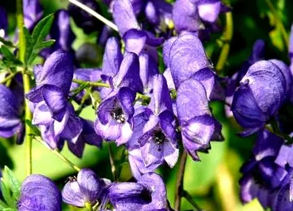 aconite