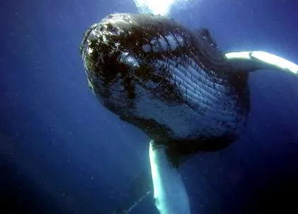 морски бозайници