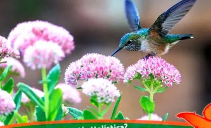 naturopathy