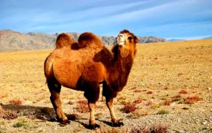 какво