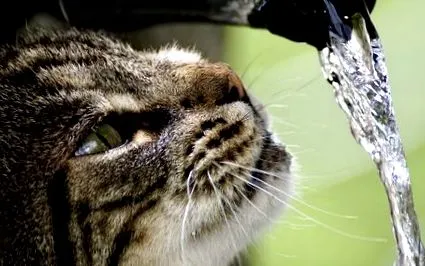 котки