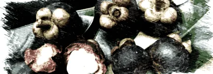 garcinia