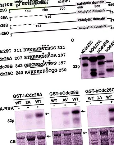 cdc25a