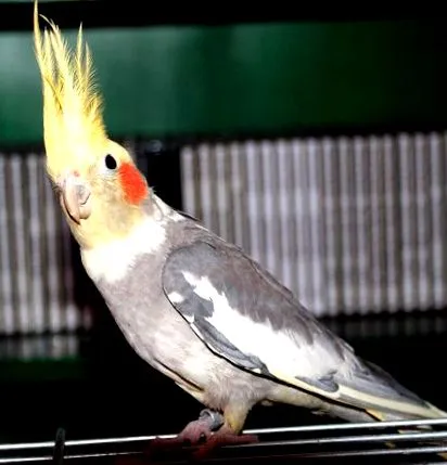 какво