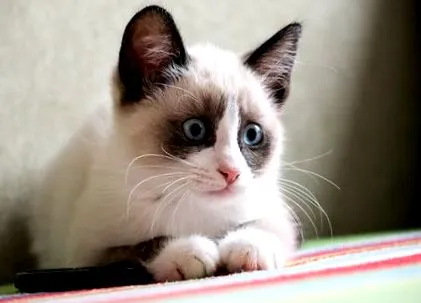 котките