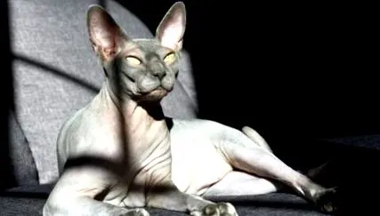 котки