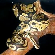 serpientepedia