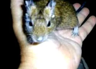 degus