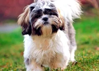 тази shih
