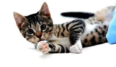 котки