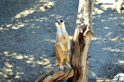 meerkat