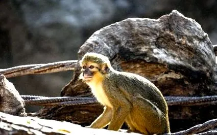 bioparc
