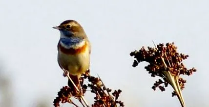 sierra