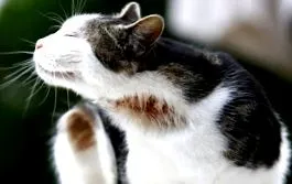 котка