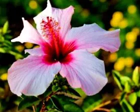 hibiscos