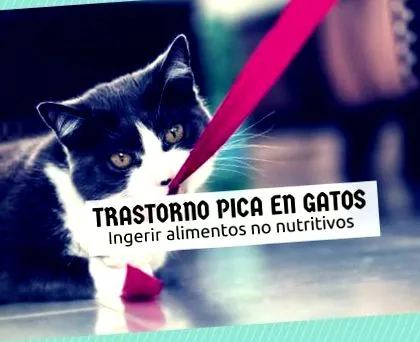 котки