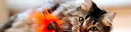котешки