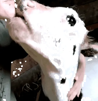 живот