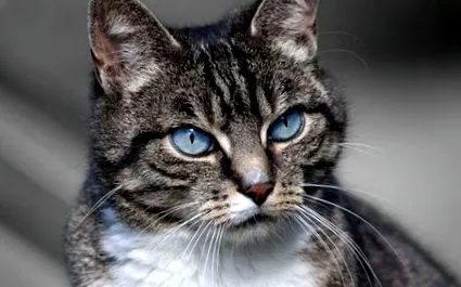 котки