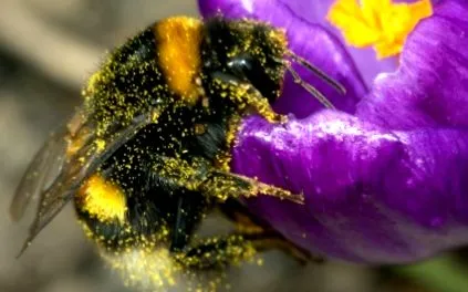 beejapedia