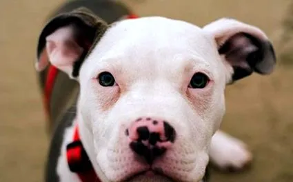 pitbulls